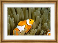 Framed Australia, Great Barrier Reef, Clown fish