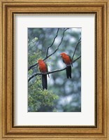 Framed Male Australian King Parrots, Queensland, Australia