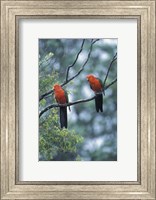Framed Male Australian King Parrots, Queensland, Australia