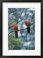 Framed Male Australian King Parrots, Queensland, Australia