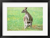 Framed Australia, Kangaroo Island, Western Gray Kangaroos