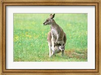 Framed Australia, Kangaroo Island, Western Gray Kangaroos