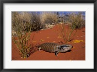 Framed Blue-tongued Skink lizard, Ayers Rock, Australia