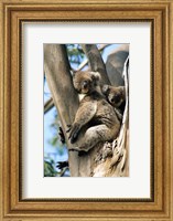 Framed Mother and Baby Koala on Blue Gum, Kangaroo Island, Australia