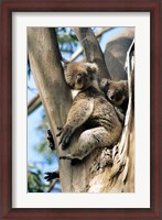 Framed Mother and Baby Koala on Blue Gum, Kangaroo Island, Australia
