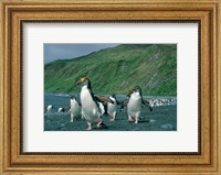 Framed Royal Penguin, Macquarie, Austalian sub-Antarctic