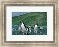 Framed Royal Penguin, Macquarie, Austalian sub-Antarctic