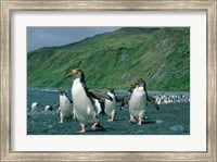Framed Royal Penguin, Macquarie, Austalian sub-Antarctic