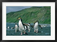 Framed Royal Penguin, Macquarie, Austalian sub-Antarctic