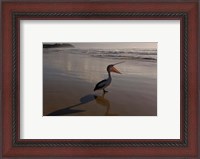 Framed Australian pelican bird on the beach, Stradbroke Island, Australia
