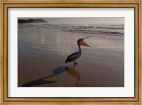 Framed Australian pelican bird on the beach, Stradbroke Island, Australia
