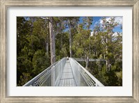 Framed AirWalk, Paths, Tahune Forest, Tasmania, Australia