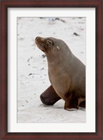 Framed Australian Sea Lion, Kangaroo Island, Australia