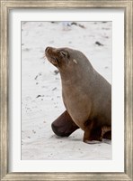 Framed Australian Sea Lion, Kangaroo Island, Australia