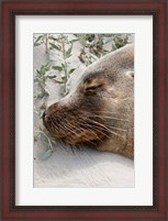 Framed Australian Sea Lion, Seal Bay Conservation Park,  South Australia