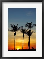 Framed Beach, Palm trees, Mindil Beach, Darwin, Australia