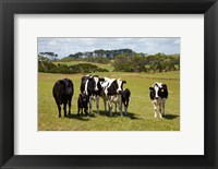Framed Cows, Farmland, Marrawah, Tasmania, Australia