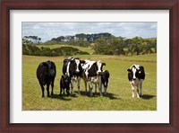 Framed Cows, Farmland, Marrawah, Tasmania, Australia