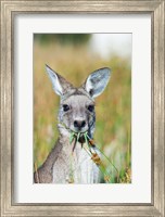 Framed Eastern grey kangaroo eating, Australia