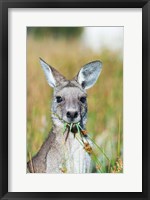 Framed Eastern grey kangaroo eating, Australia