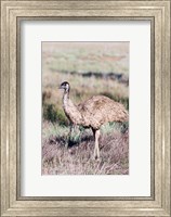 Framed Emu wildlife, Australia