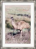 Framed Emu wildlife, Australia