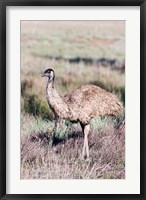 Framed Emu wildlife, Australia