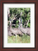 Framed Emu wildlife, Victoria, Australia