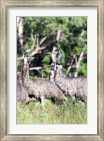 Framed Emu wildlife, Victoria, Australia