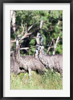 Framed Emu wildlife, Victoria, Australia