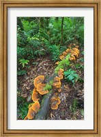 Framed Eucalyptus forest with epiphytes, Great Otway National Park, Victoria, Australia