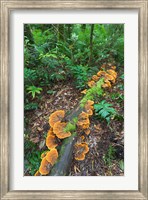 Framed Eucalyptus forest with epiphytes, Great Otway National Park, Victoria, Australia