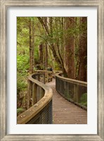 Framed Footpath Through Forest to Newdegate Cave, Tasmania, Australia