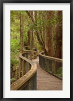 Framed Footpath Through Forest to Newdegate Cave, Tasmania, Australia