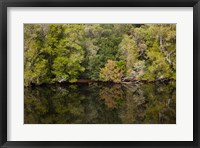 Framed Forest, Gordon Wild Rivers National Park, Australia