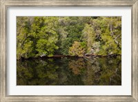 Framed Forest, Gordon Wild Rivers National Park, Australia