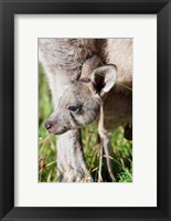 Framed Head of Eastern grey kangaroo, Australia