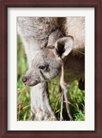 Framed Head of Eastern grey kangaroo, Australia