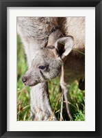 Framed Head of Eastern grey kangaroo, Australia