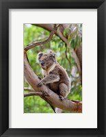 Framed Koala wildlife in tree, Australia