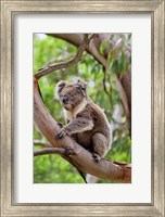 Framed Koala wildlife in tree, Australia