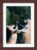 Framed Pair of Eastern grey kangaroo, Australia