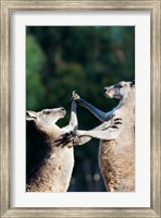 Framed Pair of Eastern grey kangaroo, Australia