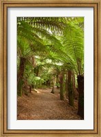Framed Path to St Columba Falls State Reserve, Australia