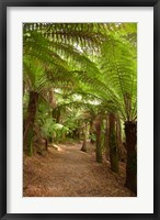 Framed Path to St Columba Falls State Reserve, Australia