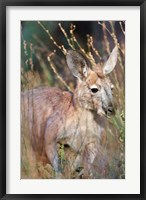 Framed Red kangaroo (Macropus rufus), Australia