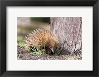 Framed Short-beaked Echidna wildlife, Australia