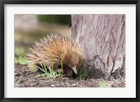 Framed Short-beaked Echidna wildlife, Australia