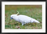 Framed Sulfur-crested Cockatoo bird, Australia