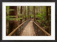 Framed Tall Trees Walk, Mount Field National Park, Tasmania, Australia